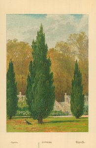 Cypress