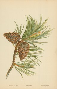 Fir Cone