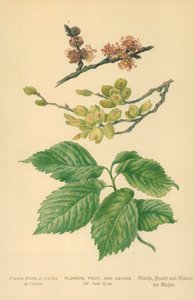 Flowers, Fruit, and Leaves of the Elm by William Henry James Boot