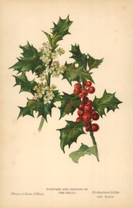 Flowers and Berries of the Holly by William Henry James Boot