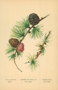 Flowers and Fruit of the Larch