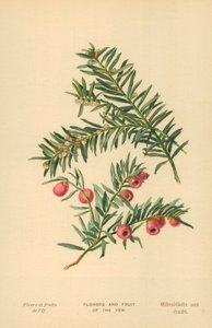 Flowers and Fruit of the Yew by William Henry James Boot