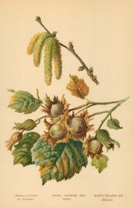 Hazel, Catkins and Fruit by William Henry James Boot