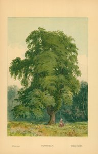Hornbeam by William Henry James Boot