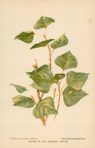 Leaves of the Lombardy Poplar by William Henry James Boot