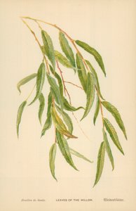 Leaves of the Willow by William Henry James Boot