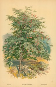 Mountain Ash by William Henry James Boot