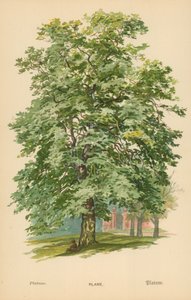 Plane by William Henry James Boot