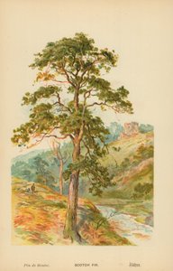 Scotch Fir by William Henry James Boot