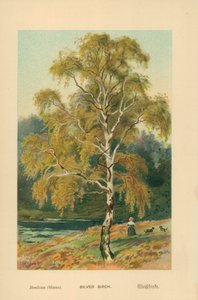 Silver Birch by William Henry James Boot