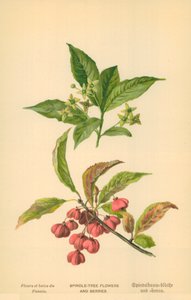 Spindle-Tree Flowers and Berries