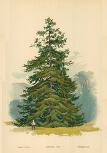 Spruce Fir by William Henry James Boot