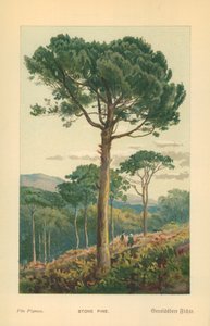 Stone Pine by William Henry James Boot