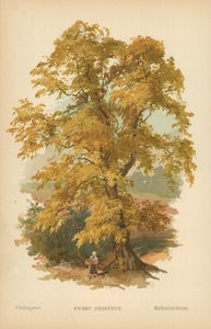 Sweet Chestnut by William Henry James Boot
