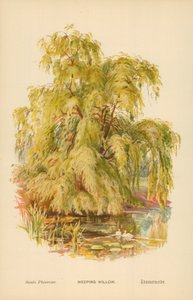 Weeping Willow by William Henry James Boot