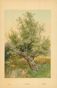 Willow by William Henry James Boot