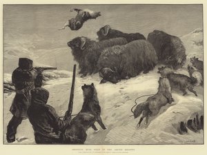 Shooting Musk Oxen in the Arctic Regions