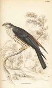 African cuckoo-hawk or cuckoo falcon by William Home Lizars