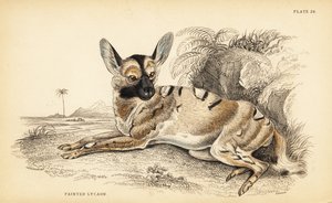 African wild dog, endangered by William Home Lizars