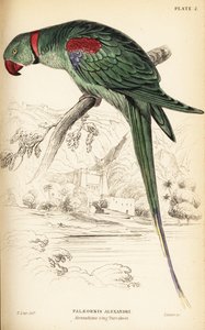 Alexandrine Parakeet, Psittacula eupatria by William Home Lizars