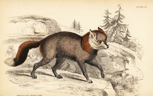 American cross-fox, Vulpes vulpes