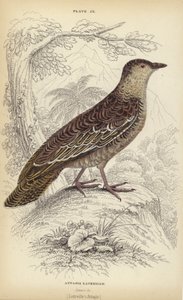 Attagis Latreillii by William Home Lizars