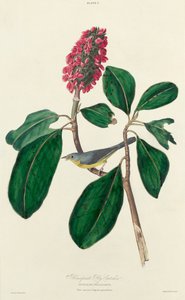 Bonaparte Fly Catcher by William Home Lizars