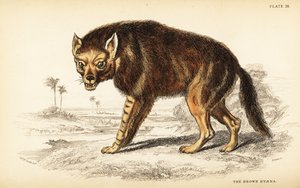 Brown hyena or strandwolf