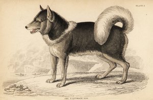 Canadian Eskimo Dog, Canis lupus familiaris by William Home Lizars