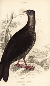 Crested fireback, female by William Home Lizars