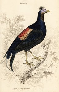 Crested Fireback, Lophura ignita, Male by William Home Lizars