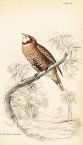 Cut-throat finch or ribbon finch, Amadina fasciata by William Home Lizars