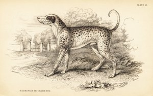 Dalmatian dog or coach dog, Canis lupus familiaris by William Home Lizars