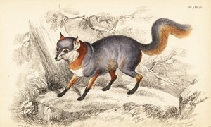 Gray Fox, Urocyon cinereoargenteus