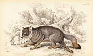 Gray fox or grey fox