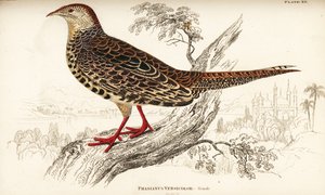 Green pheasant or Japanese green pheasant, female by William Home Lizars