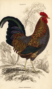 Grey junglefowl or Sonnerat