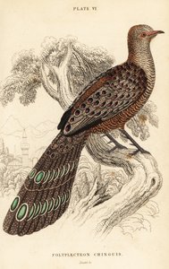 Grey peacock-pheasant or Burmese peacock-pheasant, Polyplectron bicalcaratum by William Home Lizars
