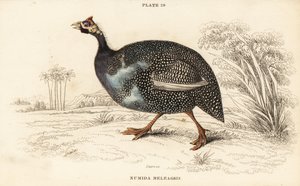 Helmeted Guineafowl, Numida meleagris by William Home Lizars