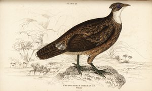 Himalayan monal, female by William Home Lizars