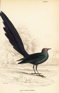 Long-tailed glossy starling