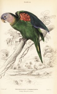 Orange-winged Amazon, Amazona Amazonica by William Home Lizars
