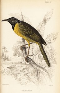 Oriole warbler
