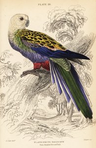 Pale-headed rosella, Platycercus adscitus palliceps by William Home Lizars