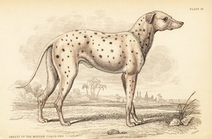 Parent of the modern coach dog, Canis lupus familiaris by William Home Lizars