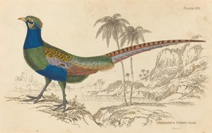 Phasianus Versicolor by William Home Lizars