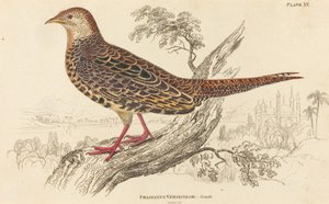 Phasianus Versicolor - Female by William Home Lizars