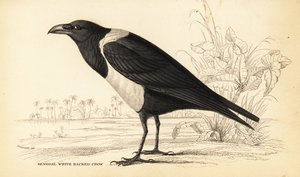 Pied Crow, Corvus albus by William Home Lizars