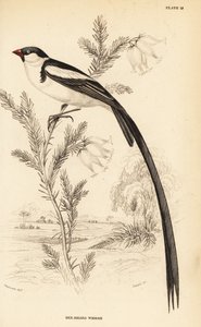 Pin-tailed Whydah, Vidua macroura