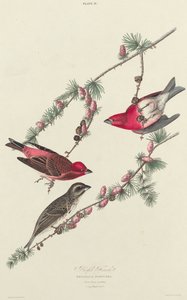 Purple Finch